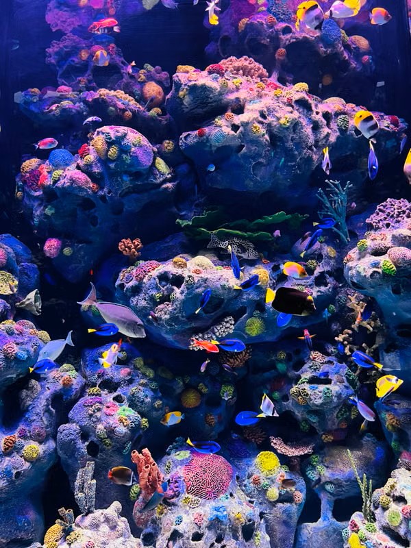 Colourful tropical fish in an aquarium
