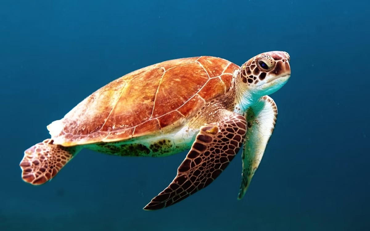 Sea turtle gliding through clear blue water