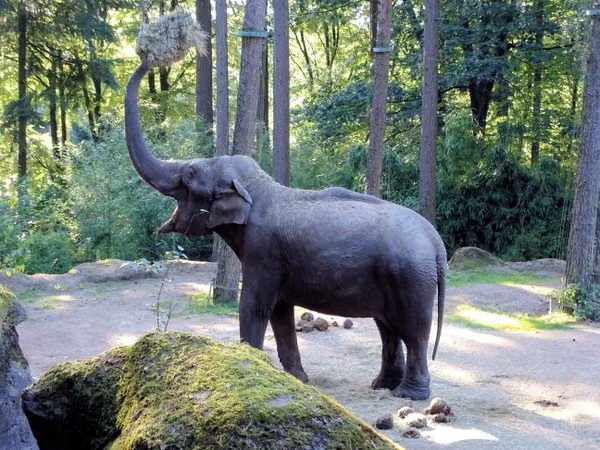 Asian elephant reaching up in a zoo